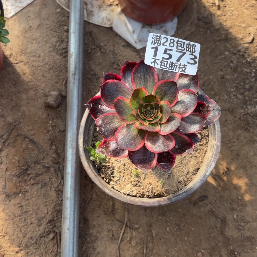 M. 1573红魔女多肉。cad