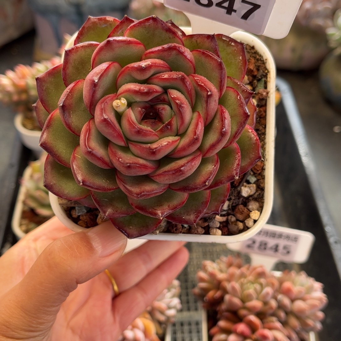 2847 满30包邮，天冷地区必拍保温箱