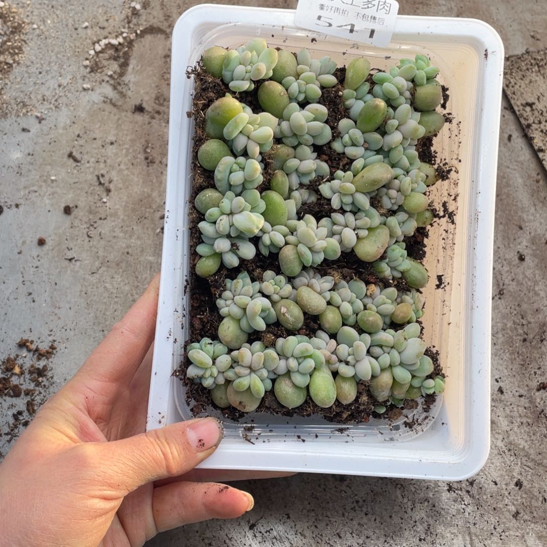奶***࿐糕大上多肉植物541