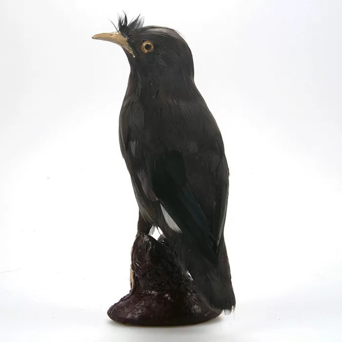 直播间挑选定制动物语言天才黑八哥模型可爱摆件