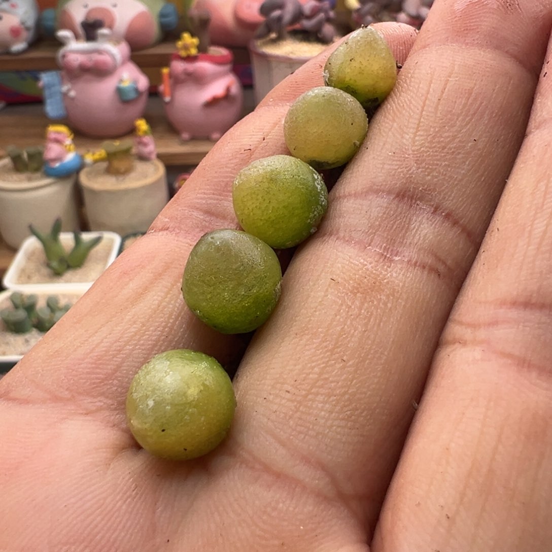 21优选哈墨灯泡单颗量拍