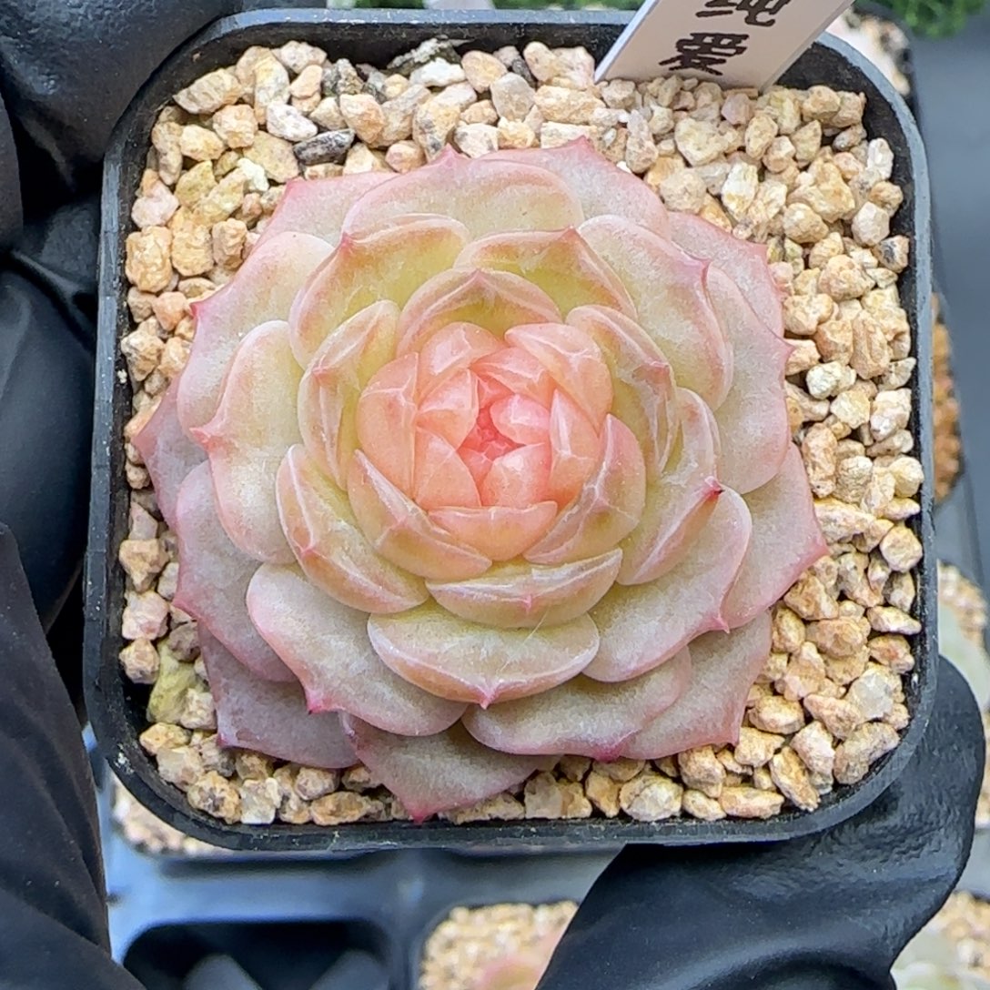 雾***浅纯爱专拍   浅浅     