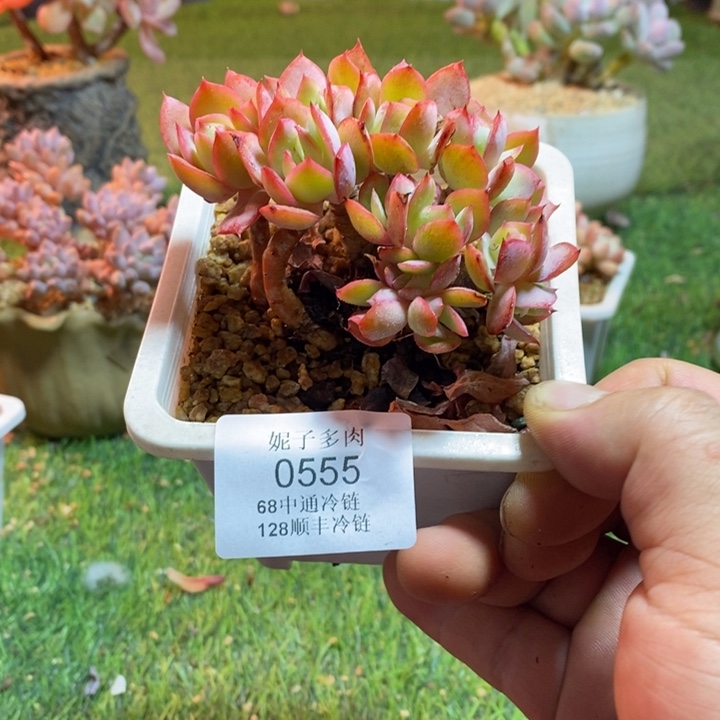 0555啊啊啊啊啊啊啊啊啊啊