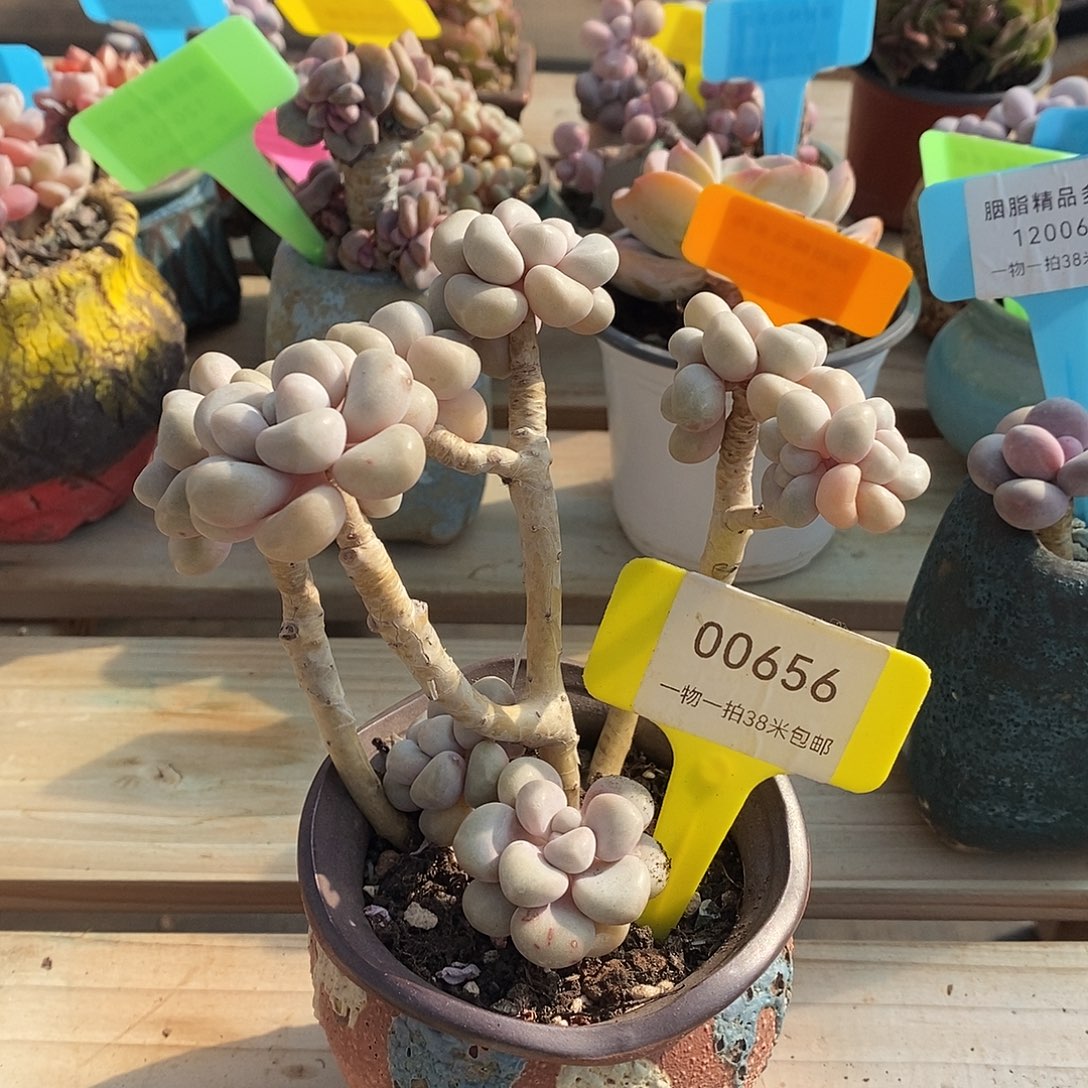 00656凑提v哦我魔芋