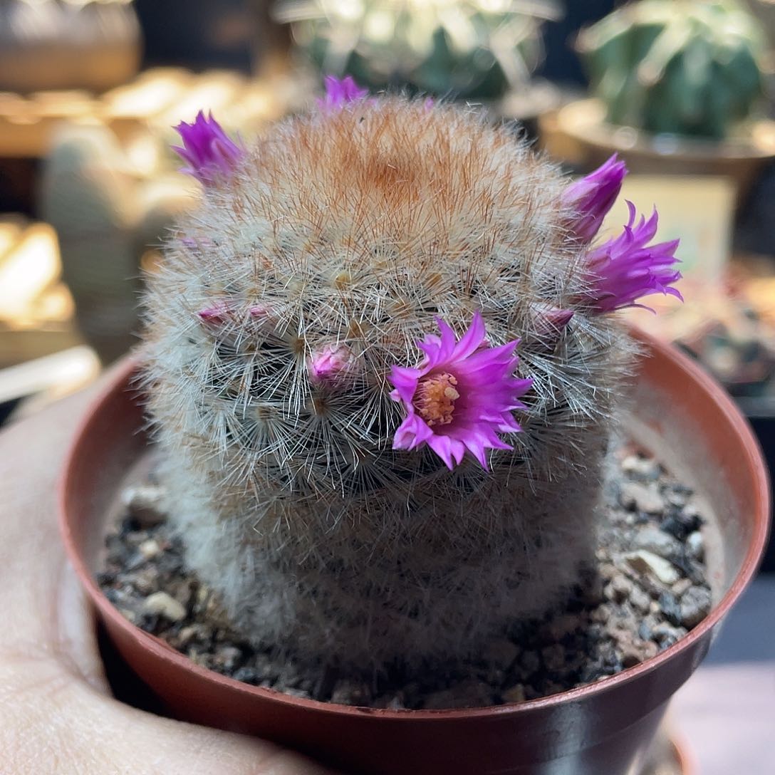 083实生根嘉文丸仙人球