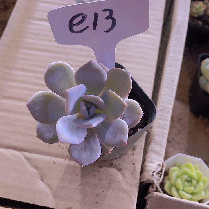 精品e13多肉植物