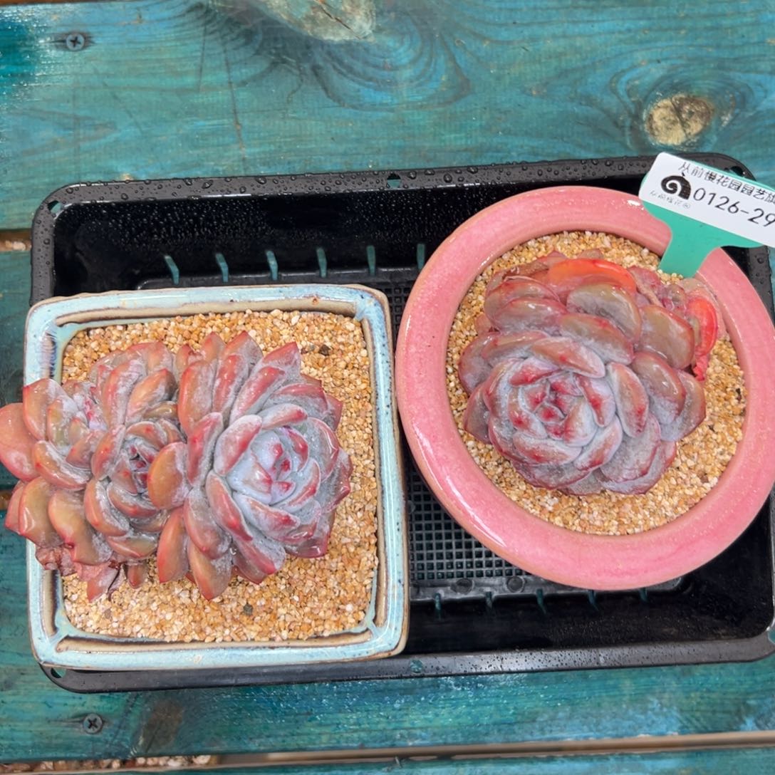 多肉一物一拍0126-29