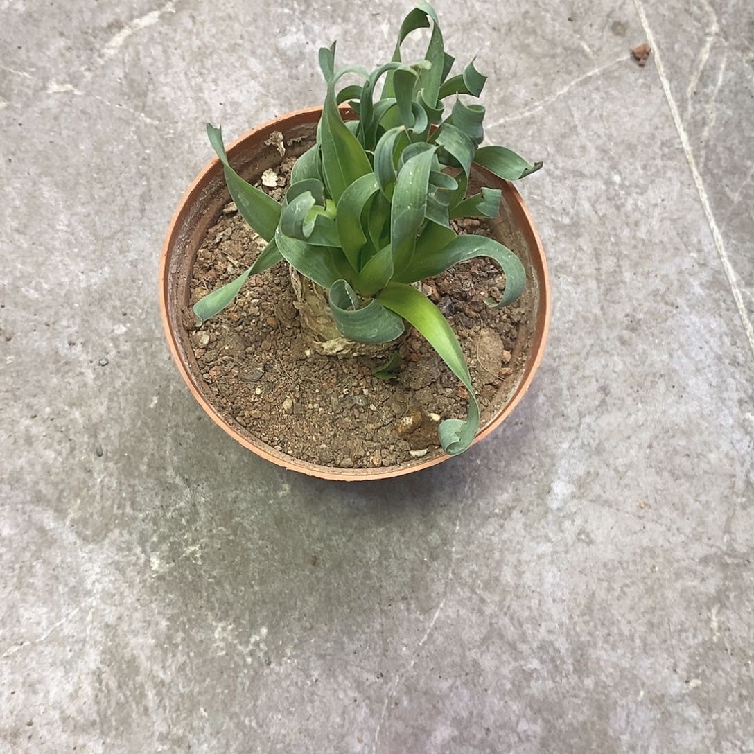 不***生一物一拍一棵仙人球