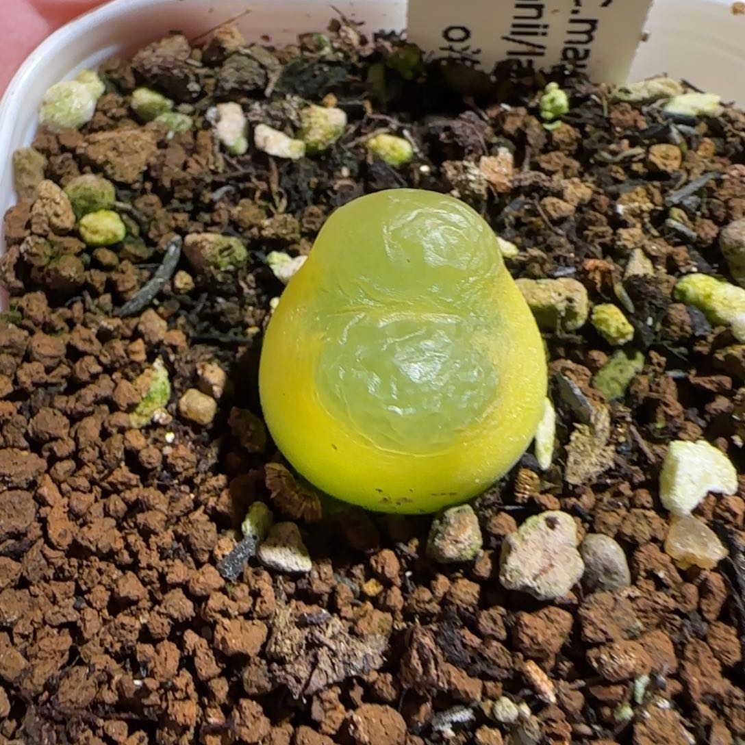 肉锥多肉植物组合-O泡395