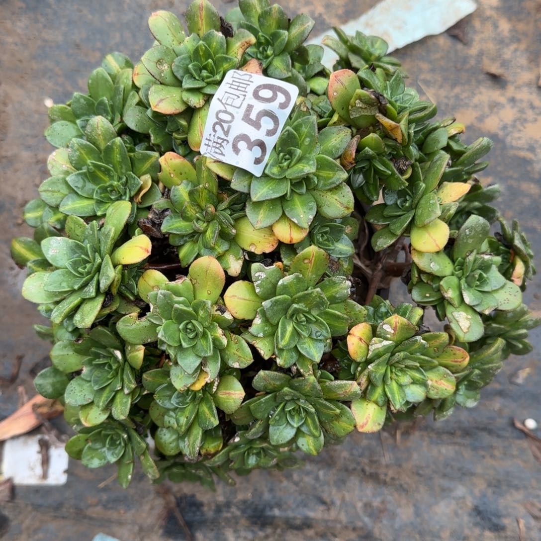花茶359满20包邮断枝不包