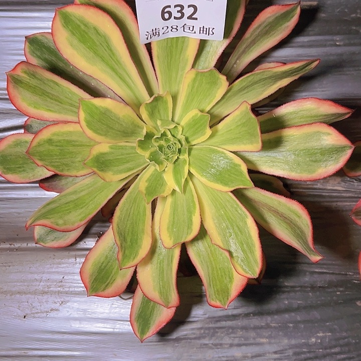 632魅影多肉植物捧花