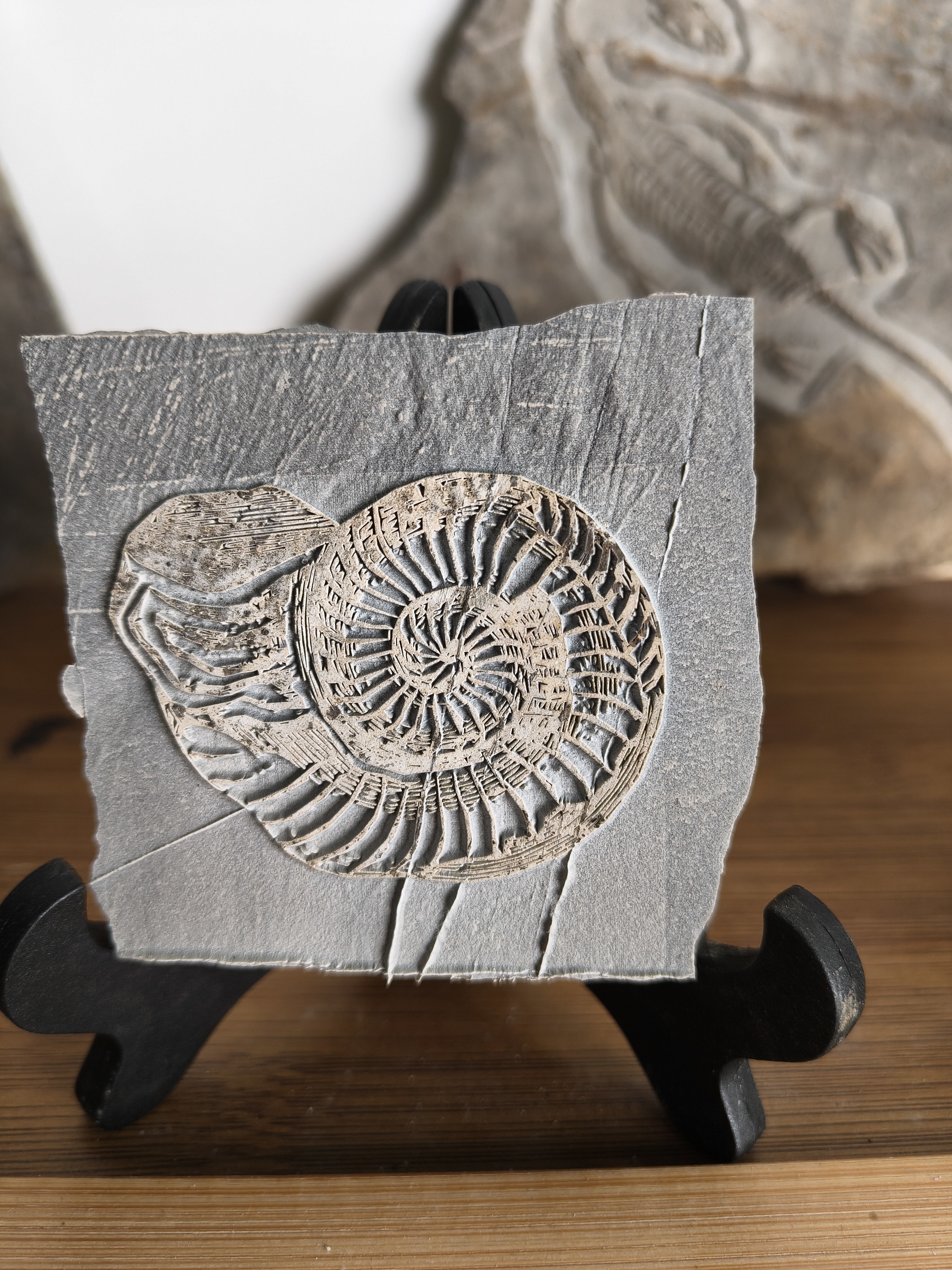 菊石化石（工艺品）