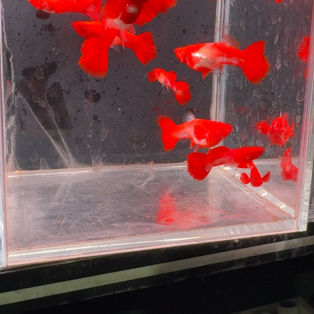 孔雀鱼瑕疵双分水10对赠一母备损 不死不包损