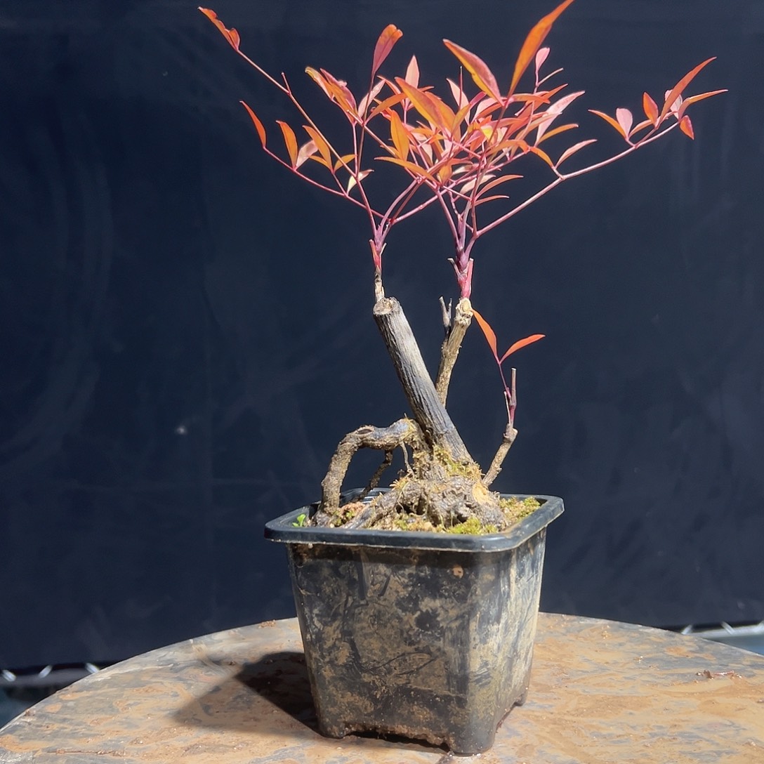 不开花植物0000048