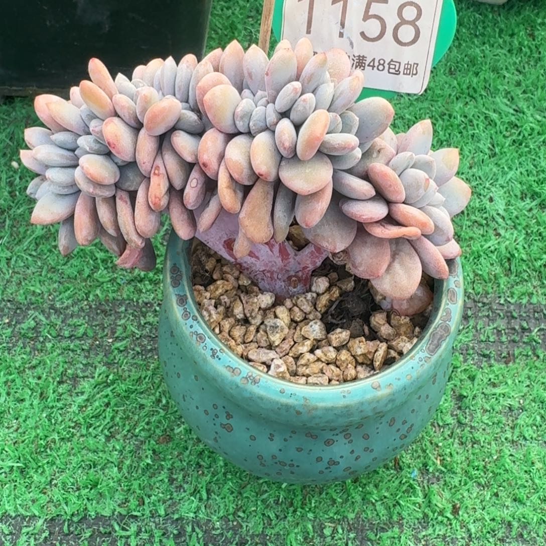 粉兔缀化树开播福利