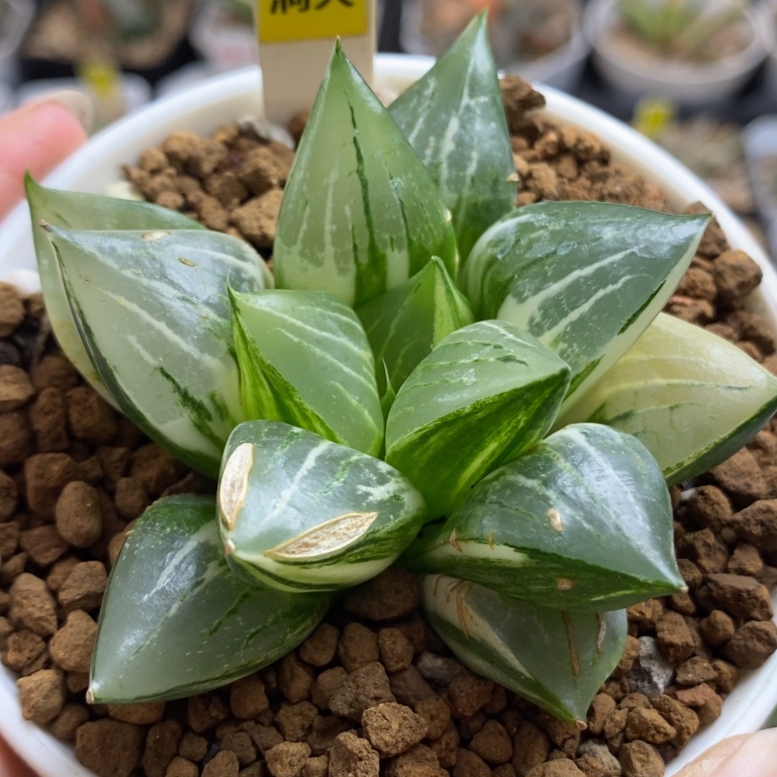 215实生寿锦一物一拍