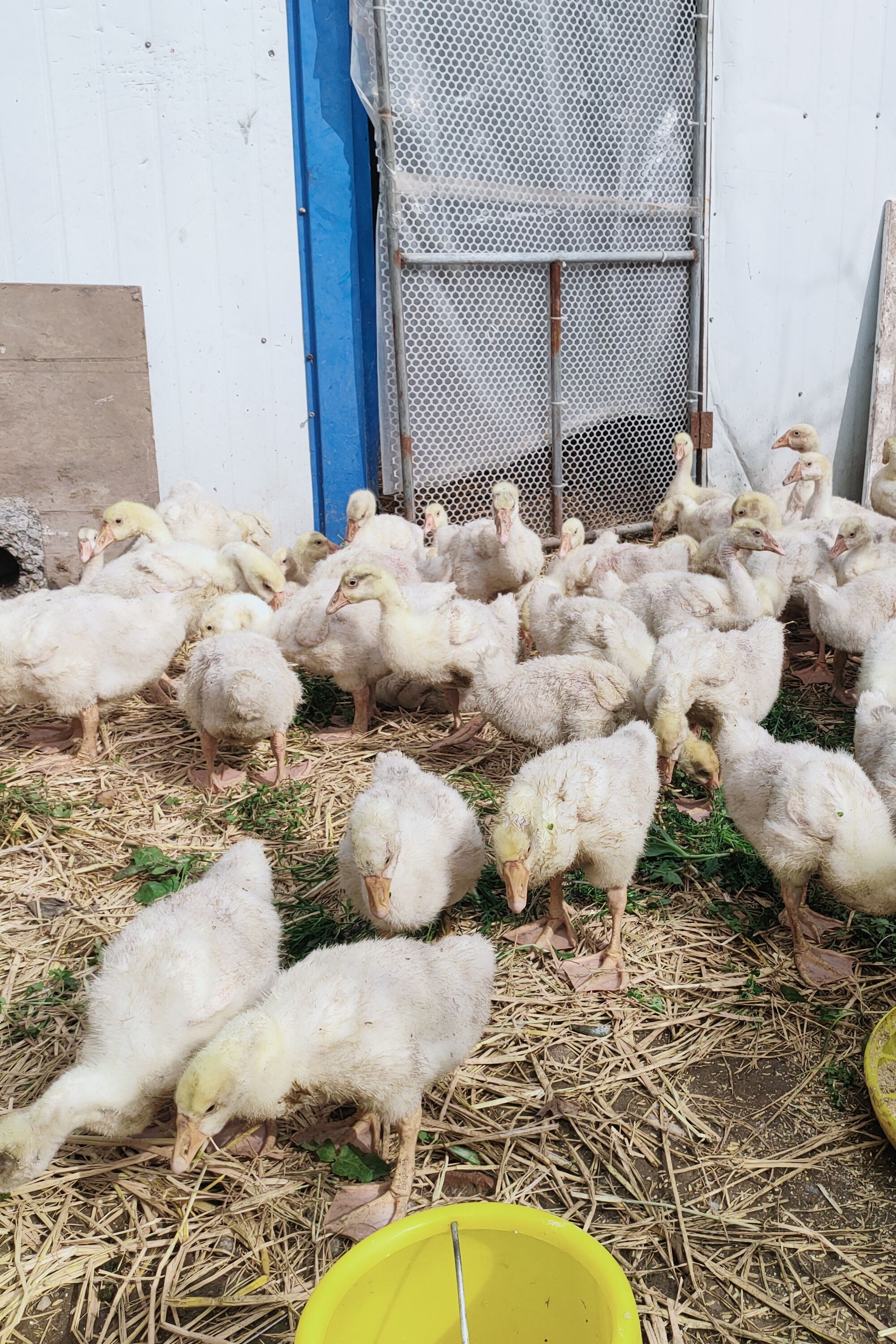 四季三花大白鹅顺丰包邮