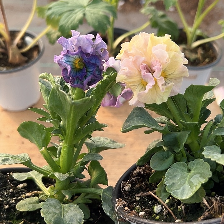 红陶抖音直播闪拍101