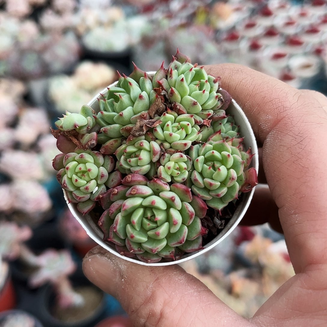 小*?13多肉植物提取萃取剂中