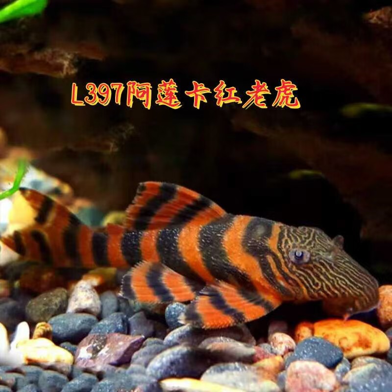 阿莲卡红老虎异型鱼新疆西藏内蒙古青海甘肃宁夏海南发不了鱼