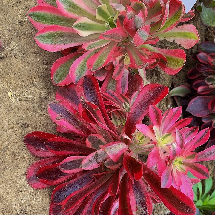 法师锦多肉组合女巫➕美杜莎