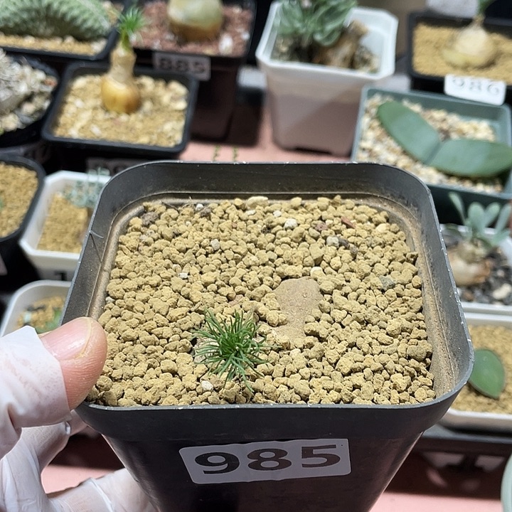 985扫把头雾冰玉块根