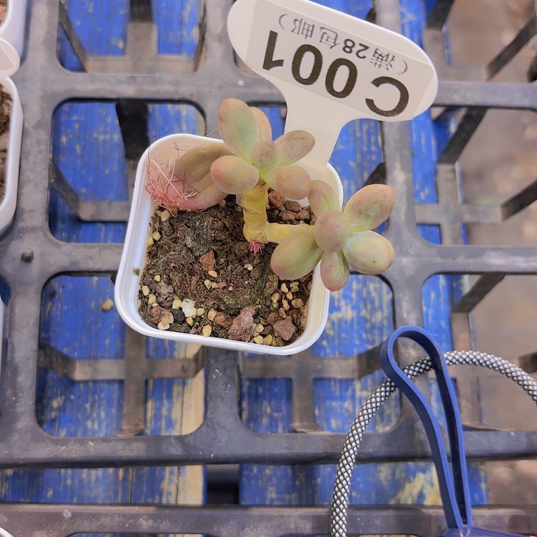 C001糖果美人一物一拍