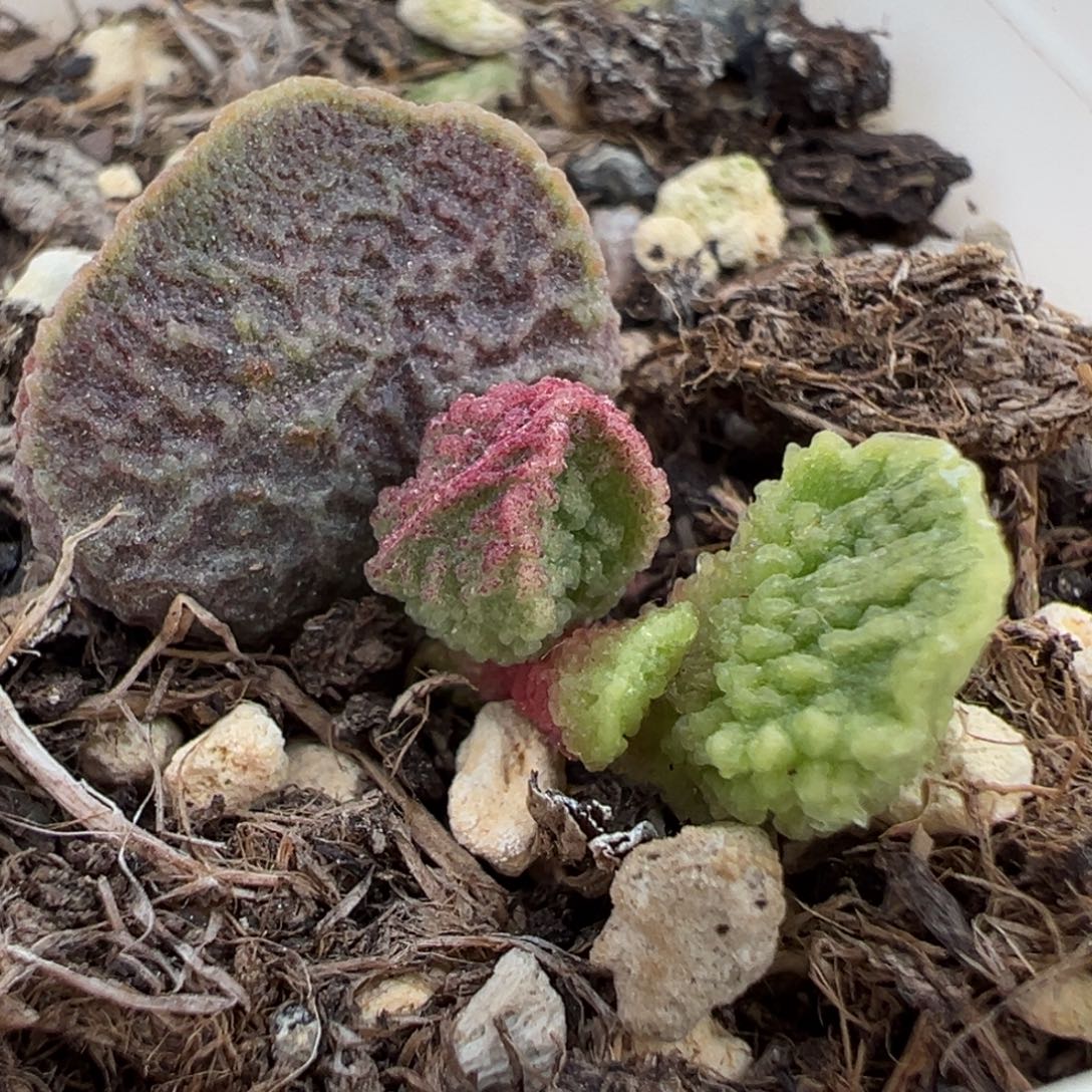 油质感实生新品大苗多肉植物