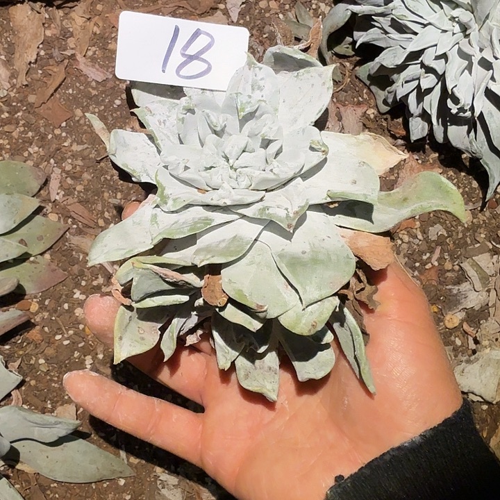 3代杂交仙女杯多肉福瑕疵