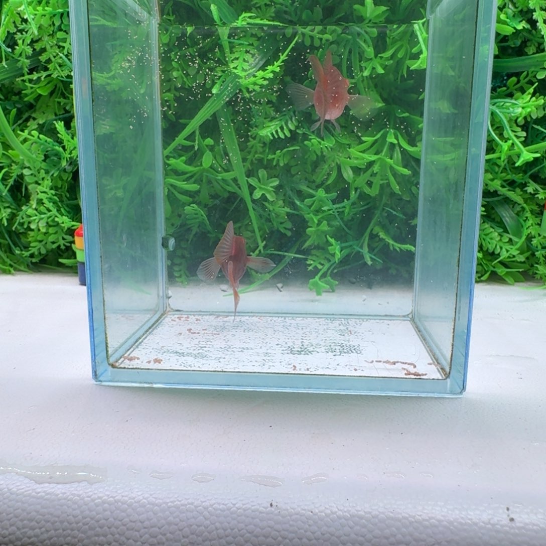 黑玛丽鱼206号玛丽2条