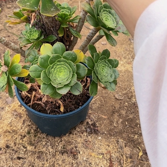 122加急发明天早上八点左右