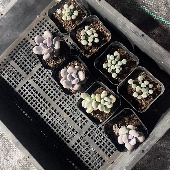 专拍多肉植物大战僵尸