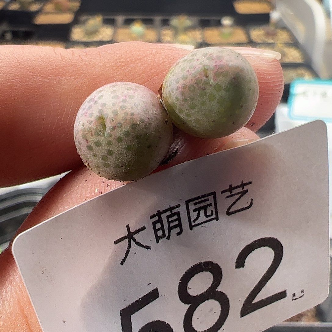 一物一拍园艺定向选拔超大型体955D斑马582