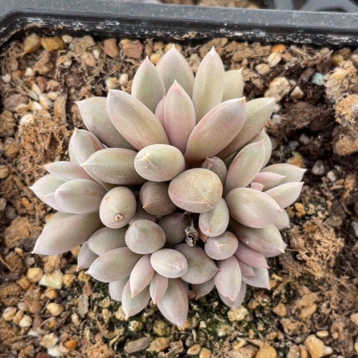 焦糖体，哥特，5头无砍