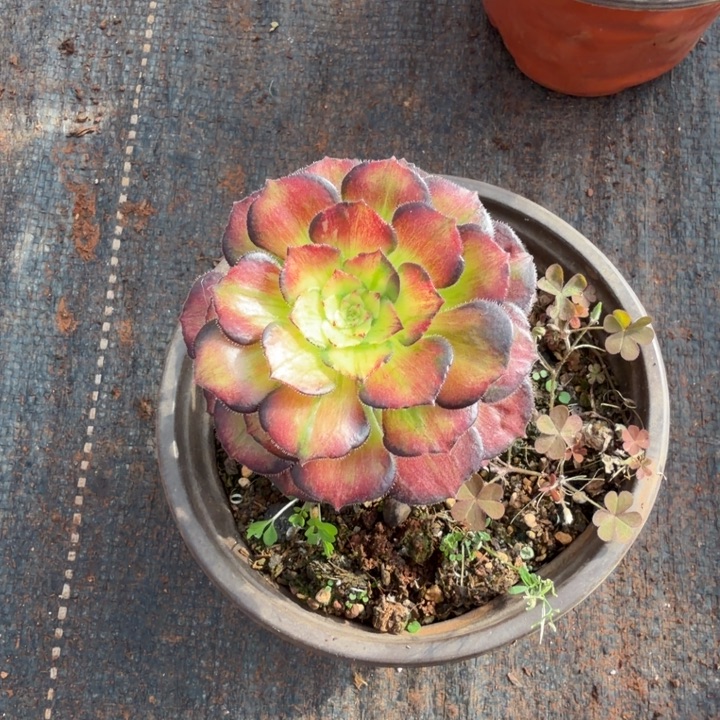 龙鳞多肉植物法师