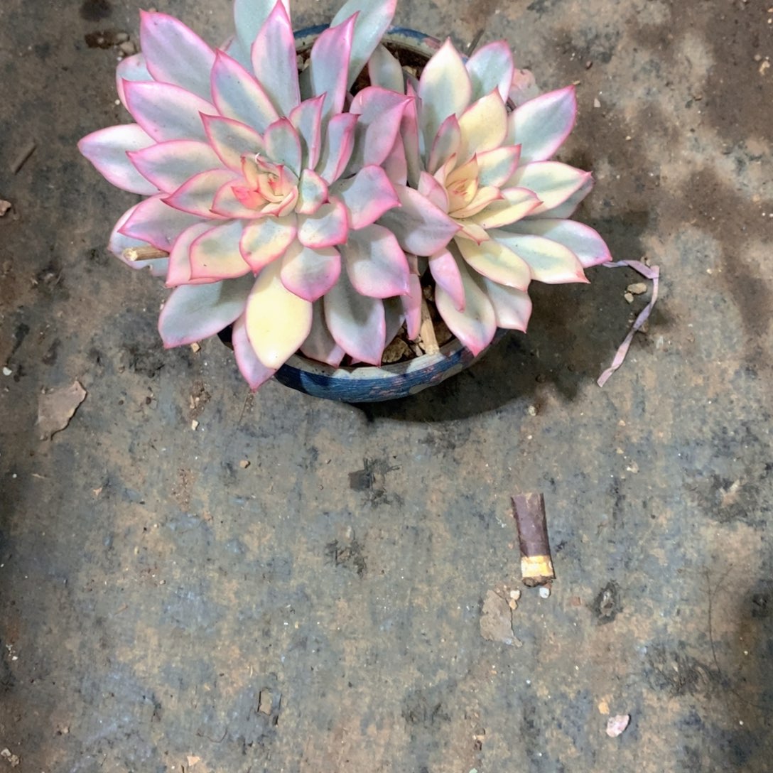 ****猫月光女神锦多肉植物老桩