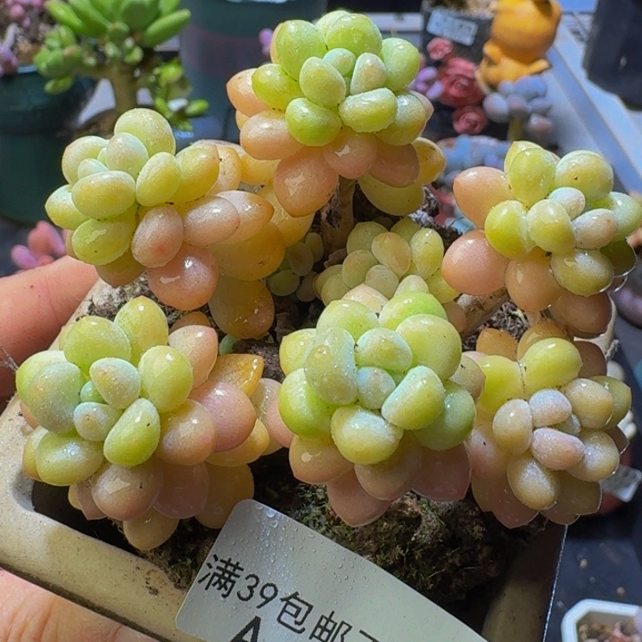 134 洛可可8 厘米