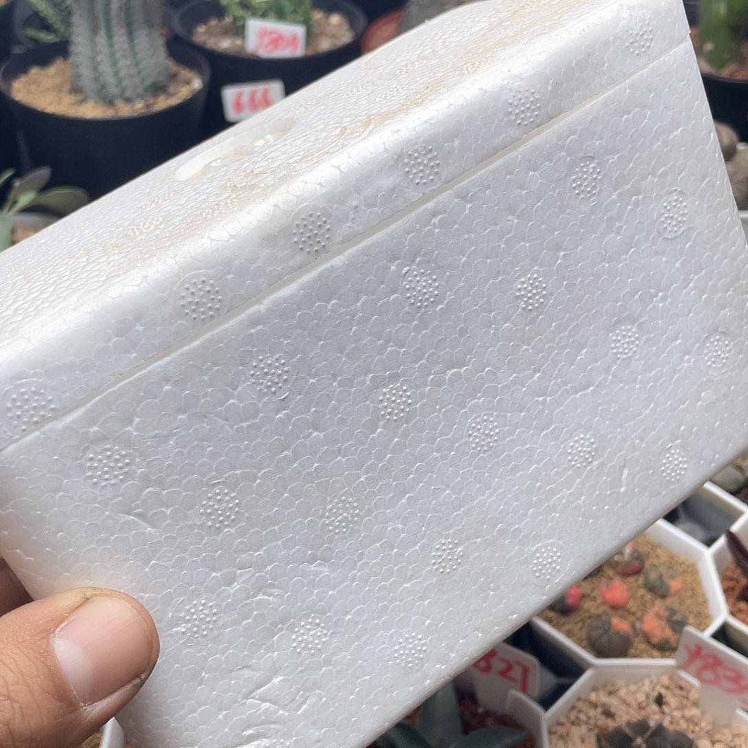 加厚保温箱1个致远的仙人球