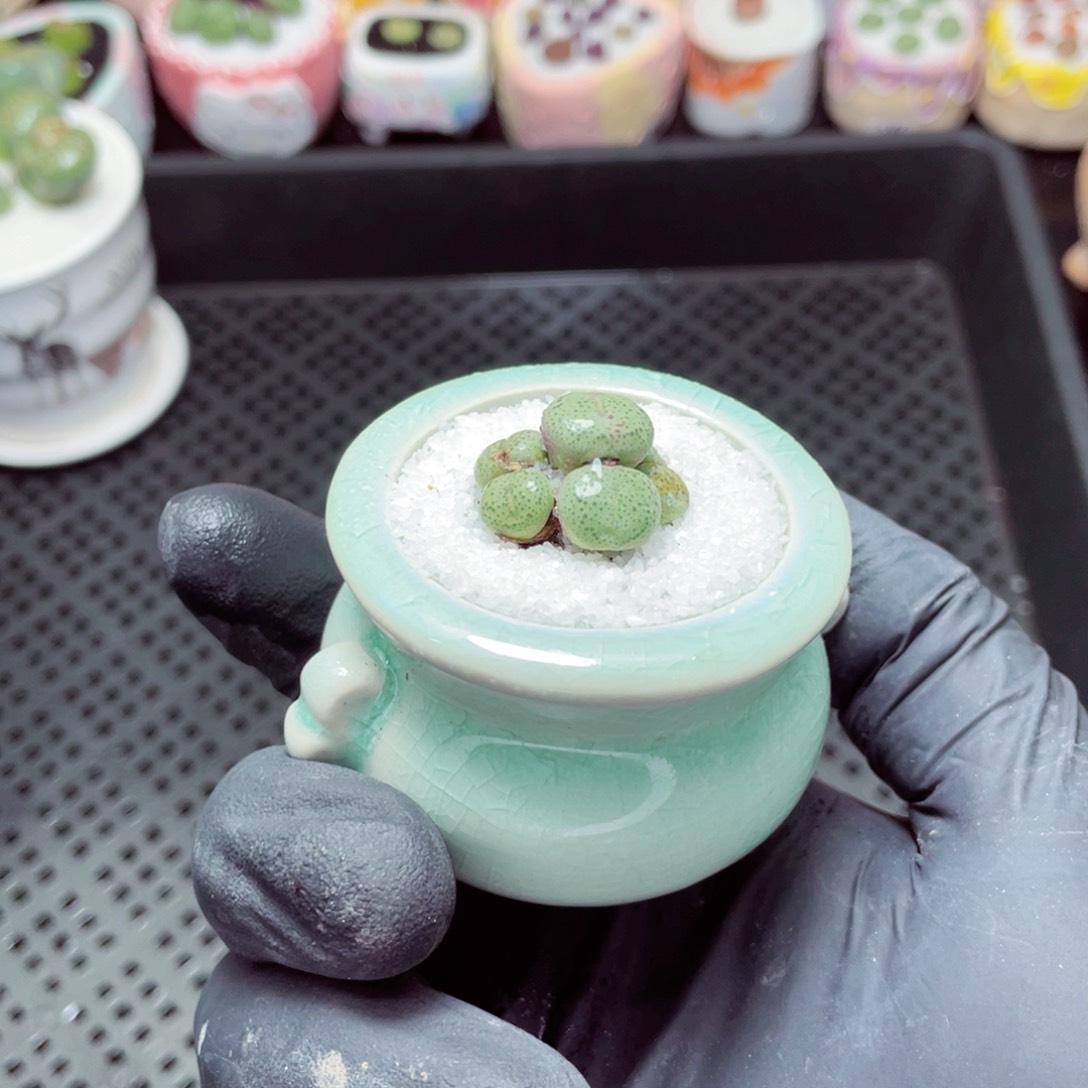 w3851--带盆土发货，零下地区拍保温箱