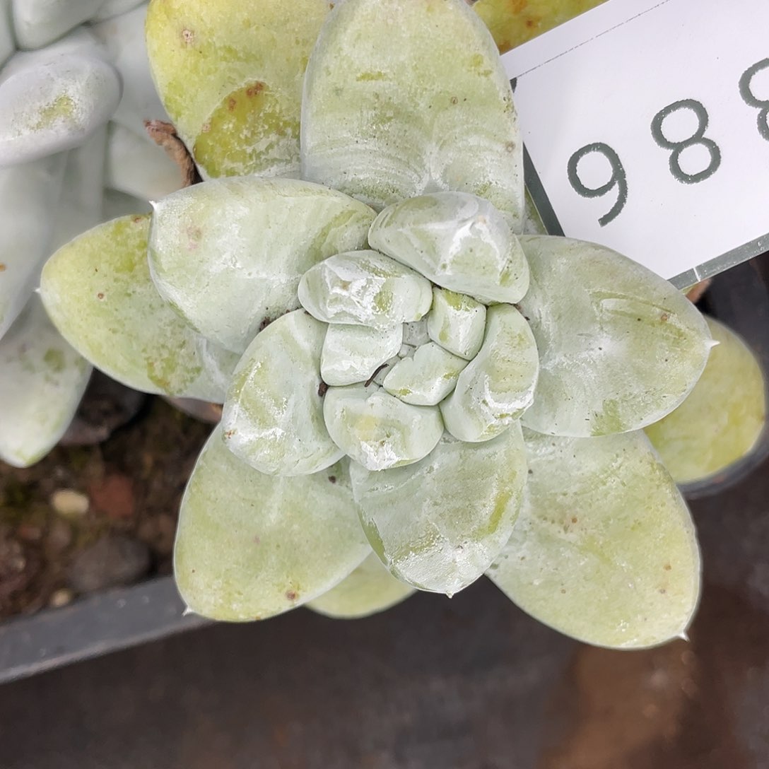 阿**子刀刻纹拇指单头10886