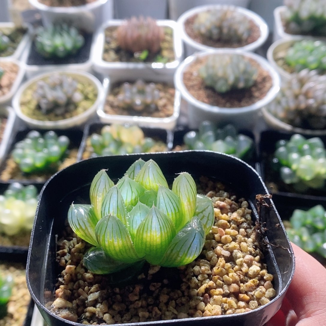 Y4玉露多肉植物多肉植物