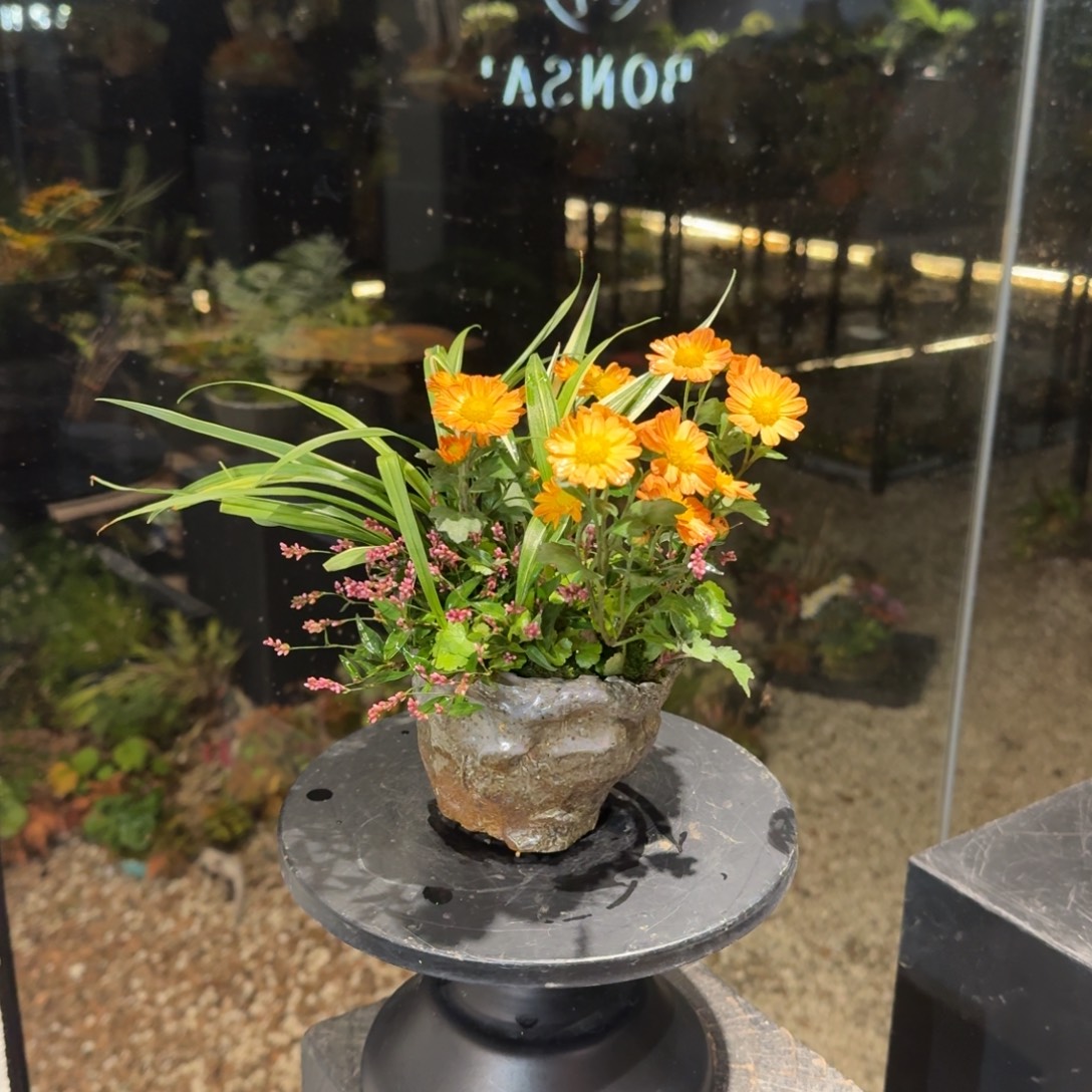 全部花朵山野草手捏盆