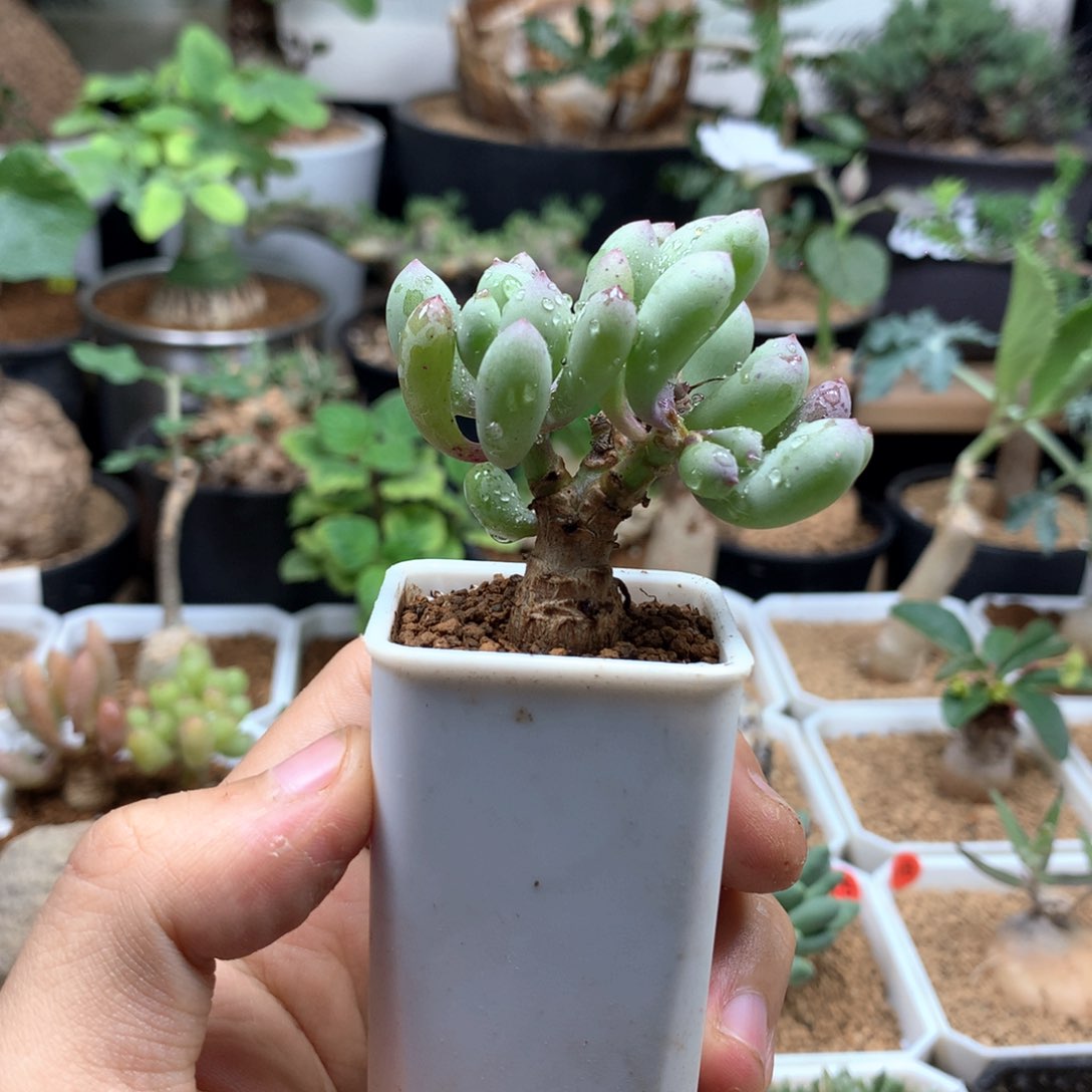 卡拉菲厚敦菊母本多肉脱土