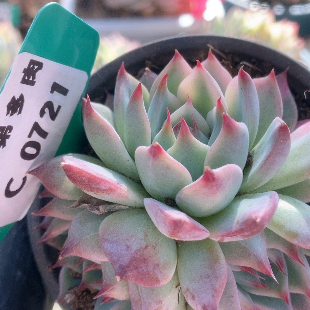 721锦锦锦锦锦锦锦