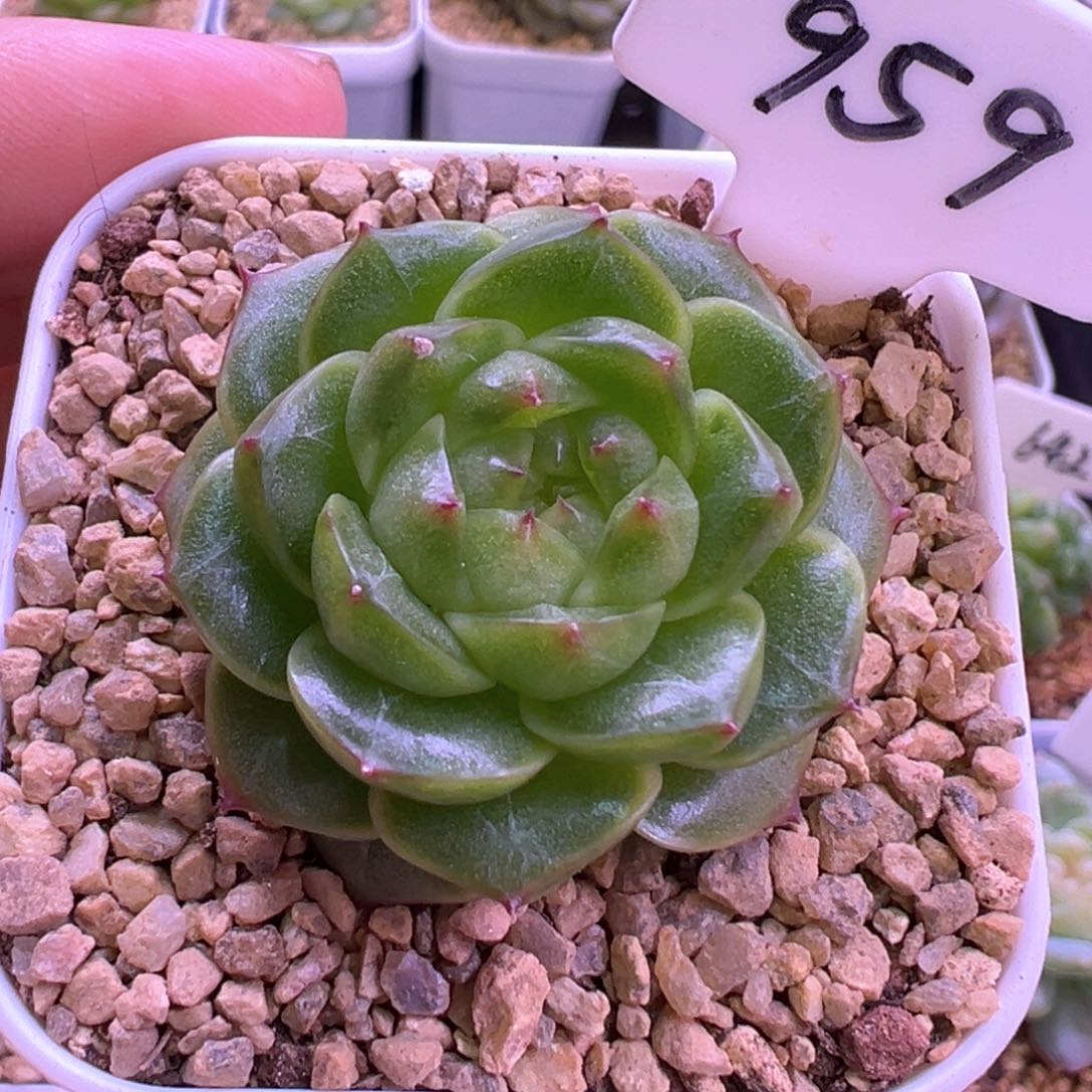 959号爱彼 晗雨多肉