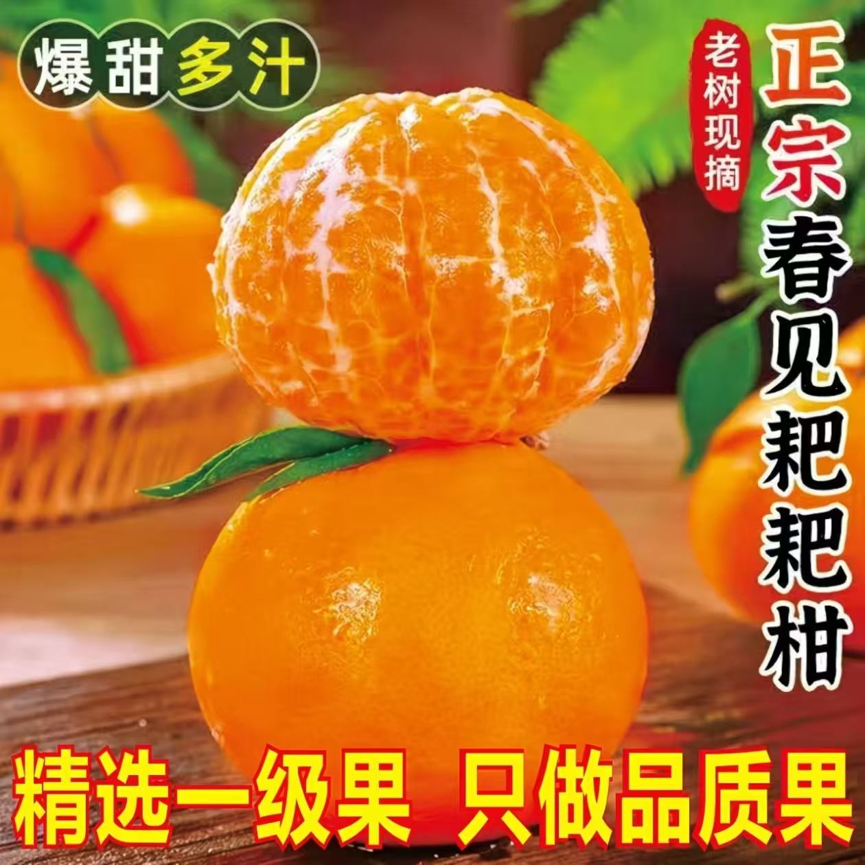 【现摘春见耙耙柑】头茬鲜果新鲜采摘耙耙柑粑粑柑自然成熟坏果包赔