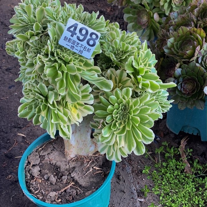 迈巴赫花花29-29花花