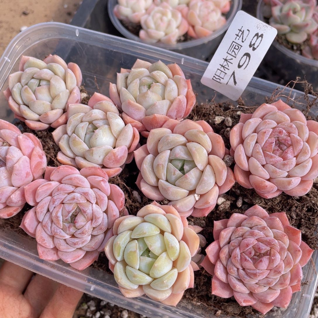 多肉植物多肉植物798