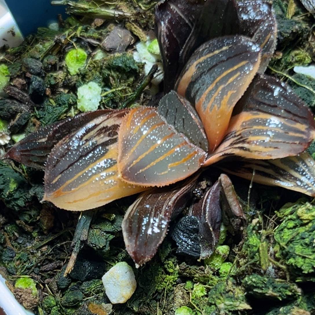 恭喜发财大吉大利917