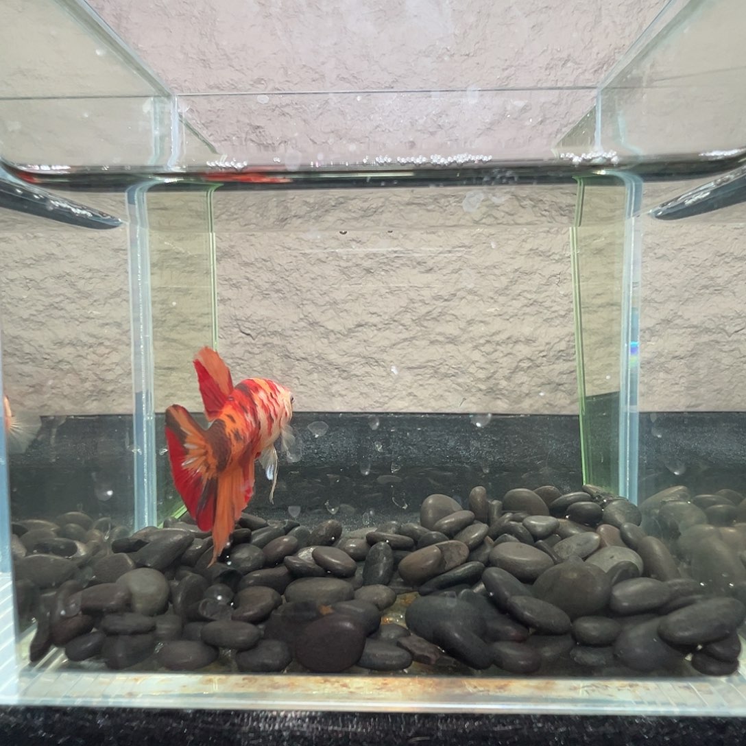 斗鱼阿浩泰斗22日49